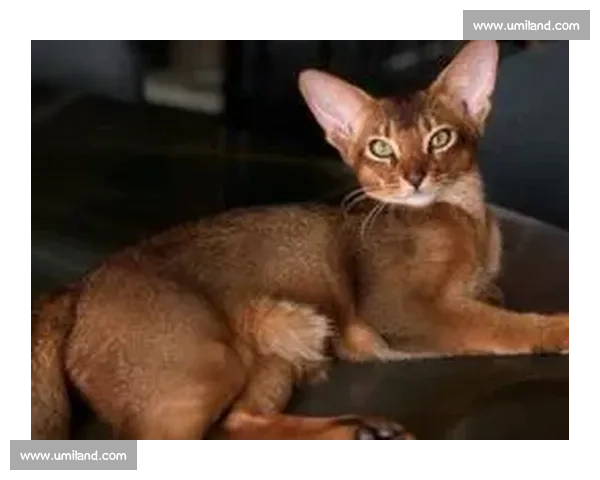 巴舒亚伊痛失爱猫 Kiyo:那个拼尽全力守护的小天使,终究离开了 巴舒亚伊痛失爱猫 Kiyo:那个拼尽全力守护的小天使,终究离开了